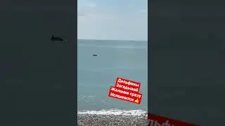 Дельфины👍загадай желание сразу исполнится ❤️😇💥