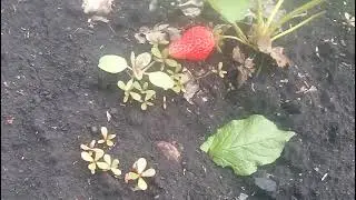 Клубника Кабрилло сигнальная ягода