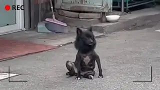 鏡頭記錄下，那些難以置信的動物的神奇時刻！人類與動物們！