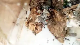 Муравьи жнецы в огромном формикарии.  Охота на таракана.