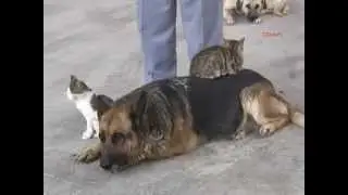 Bu kedi köpeğe masaj yapıyor video