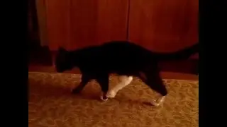 кошачьи лапки в скотче