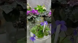 Массовая гибель фиалок .