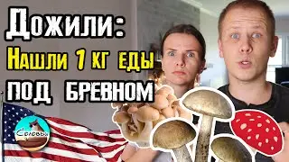 Дожили: нашли 1 кг еды под бревном и всё съели! (с большим удовольствием)