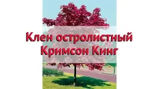 Клен остролистный Кримсон Кинг 🌿 Обзор: посадка и уход. крупномеры клена: описание и особенности