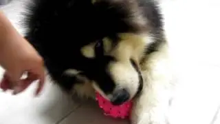 Alaskan Malamute 2 ^^