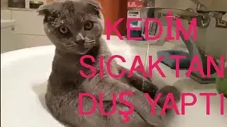 Kedimin bıcı bıcı keyfi