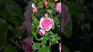 Роза Гертруда Джекил#розы #цветы #дача #сад #огород #релакс#английские розы##ароматные розы