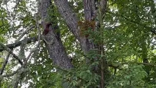 Ekorrens ungar, 4 stycken, leker runt i trädet och busar med varandra