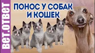 Как лечить понос у собак и 9 котят? Не зарастает купированный хвост.