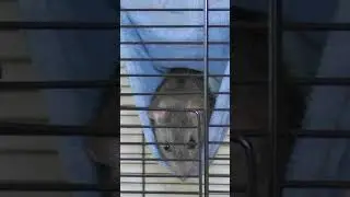 Как обустроить клетку для крысы. Аксессуары для крыс #shorts