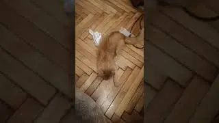 Рыжуня - любитель пошуршать)))