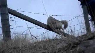 Coyote Caught on a Fence