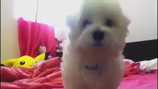 Интересно как чихают животные?😅Смотрите