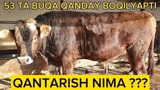 BUQA BOQISH,QANTARISH NIMA???