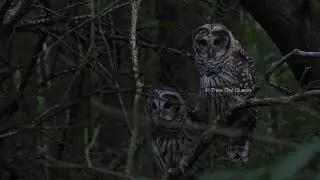 BARRED OWLS EARLY AM