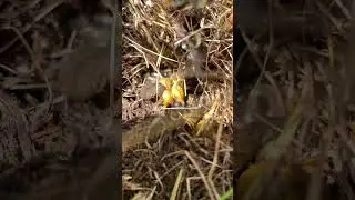 Обнаружил гнездо шмелей. Строят гнезда в земле.