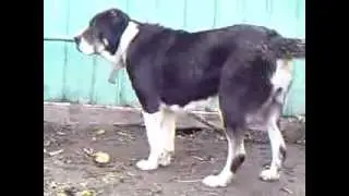 питомник КУТ - ЖОЛ