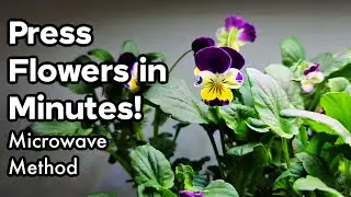 Press Flowers in Minutes! - Microwave Method - Pressed Edible Flowers for Desserts!