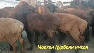 Н. ЁВОН ҚУРБОНИ ХАРИДЕМ