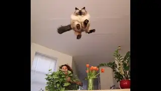 Funny Cats Jumping Fail Compilation 2021😹😹Can't stop laughing
