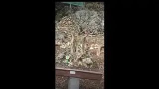 Bursa Bonsai dan Inspirasi Bonsai Gunung Kidul