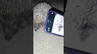 Встретили ëжика
