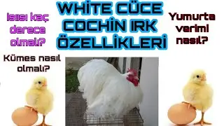 #Cücecochin white cüce cochin ırk özellikleri kümes düzeni yumurta verimi #KÜMESNASILOLMALI
