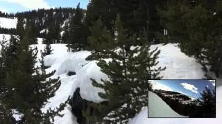 Mushrooms in Vail
