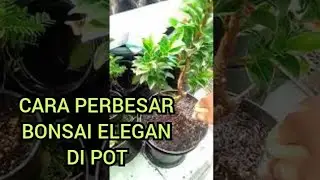 Bonsai Elegan - Cara Perbesar Bonsai Elegan di pot