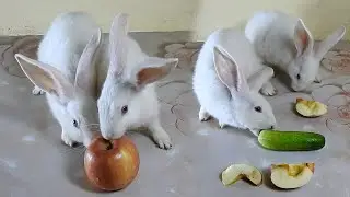 The Cutest Rabbit PoyPoy Love Apple but Rabbit PomPom Don't Love & want to eat cucumber