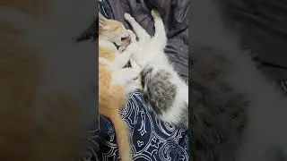طوشة دودي  & جاكي  #cat #kittey #kittypets  #اللي_ يبي_يزعل
