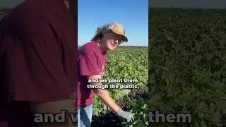 #AskAFarmer - How do you grow pumpkins?