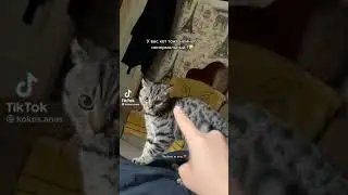 кот