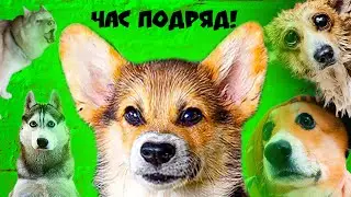 Клип Я ЛЕТЯЩИЙ УЖАС И Я НЕ МЕЛКИЙ целый ЧАС ПОДРЯД!! (Корги Кекс) Говорящая собака
