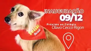 Pet Fellas | Uma Experiência Animal para você e seu Pet