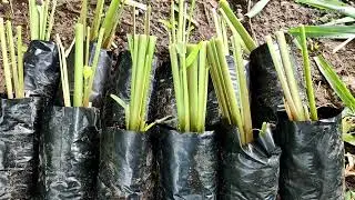 Damo na pangkumpay sa mga alagang hayop | FORAGES FOR LIVESTOCK | IMPROVED GRASS