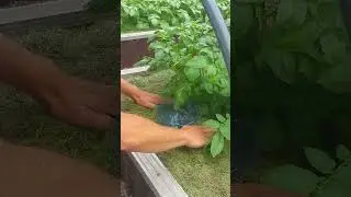 Potato planted on July 20th.