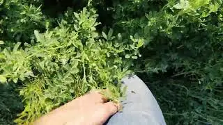 сенокос ,отзыв радиатор Китай мтз