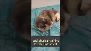 the life of Cats with a doctor