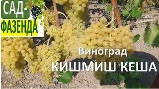 Гибридная форма винограда Кишмиш Кеша