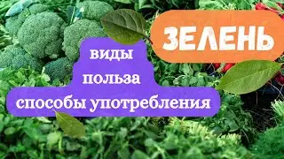 Нескучные способы употребления зелени с пользой для здоровья