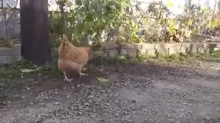 Кот, мышь и КУРИЦА!!! Вот это поворот!!!