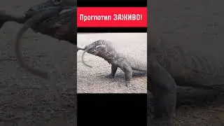 #animals #shortsvideo #animal #nature #wildlife #шортс #шортс2023