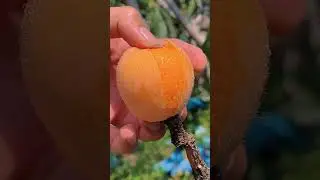 Have you ever eaten this fruit? It looks delicious ❤ fruit video🔥Fruit Unzip Video#fruits