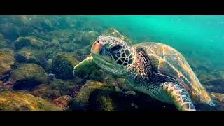 cliff Jumping in Hawaii 2017 - snorkeling, drone footage