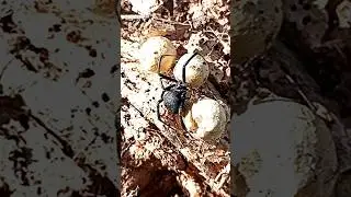 Паук Самка КАРАКУРТА (ЧЁРНАЯ ВДОВА)С ПОТОМСТВОМ.Чуть в руки не взял