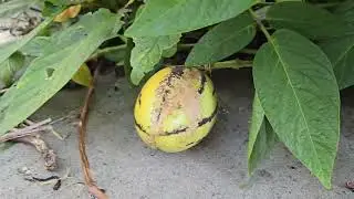 Backyard ដំណាំនៅក្រោយផ្ទះ