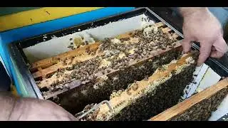 Забыл, теперь собирай сотовый мед ;-))