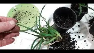 у алоэ скручиваются листья. почему?